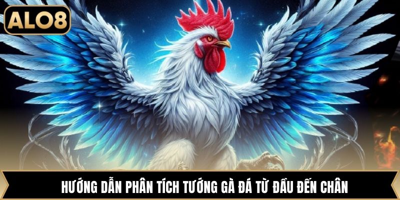 Hướng dẫn phân tích tướng gà đá từ đầu đến chân
