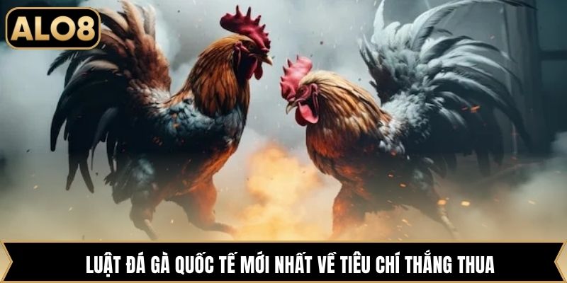 Luật đá gà quốc tế mới nhất về tiêu chí thắng thua