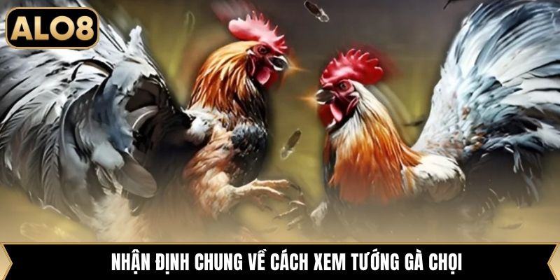 Nhận định chung về cách xem tướng gà chọi
