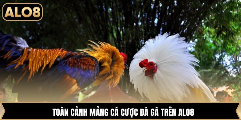 Toàn cảnh mảng cá cược đá gà trên Alo8